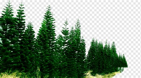 Pohon Pinus Png