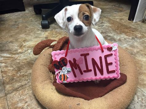 During your adoption appointment, you will be allotted 30 minutes to meet animals and 30 minutes to complete the counseling and paperwork portion of the adoption. FInd The One for you at the Feb 1st to 15th Adoption Event ...