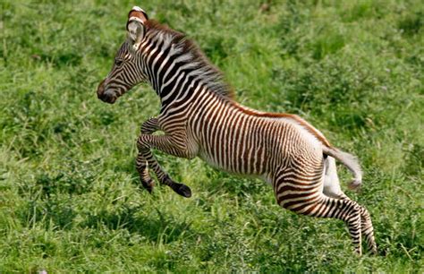 So Cute Baby Zebra Born At Brookfield Zoo Photos And Video