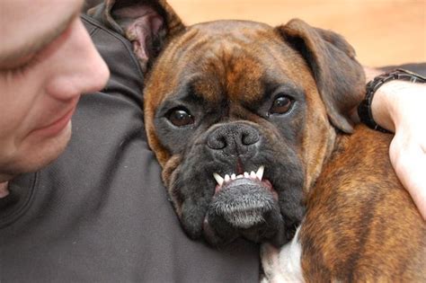 The Boxer Dog A Foodie Stays Fit Boxer Dogs Funny Boxer Puppies