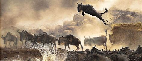 How Far Is The Wildebeest Migration Discover Africa Safaris