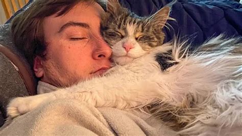 Cute Cats Won T Sleep Until They Cuddles With Their Human Cute Cats And Owners Sleep Together
