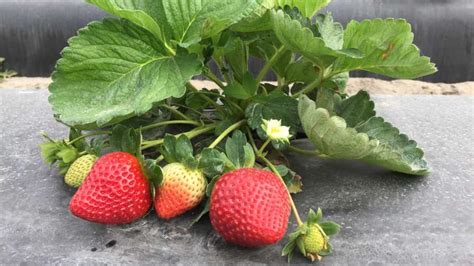 New Florida Strawberry Shaping Up To Be A Thing Of Beauty Growing Produce