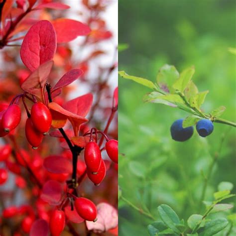 Barberry Plant This Or That