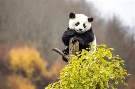 Giant Pandas Enjoy Daily Life In Sw Chinas Sichuan Cgtn