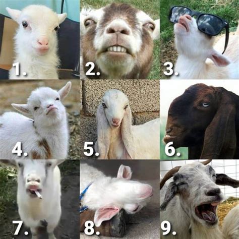 There Are Many Pictures Of Goats With Their Mouths Open And Eyes Closed
