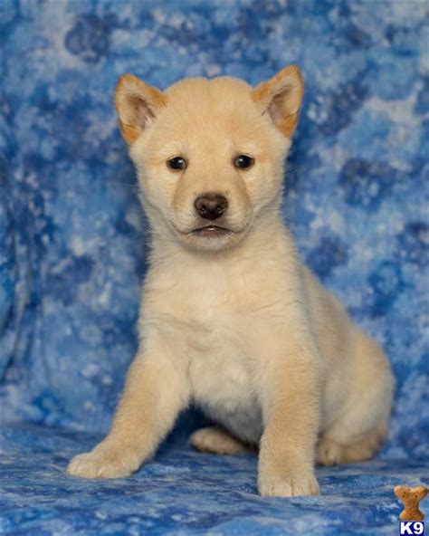 Shiba Inu Puppy For Sale Max Male 850 Shipping Available 10 Years Old