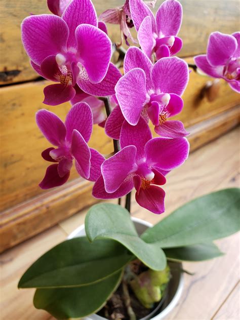 Orchids For Beginners Learn How To Grow Orchids Repot Orchids And Even