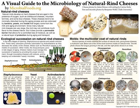 Provides An Accessible Guide To The Microbes Living On Natural Rind