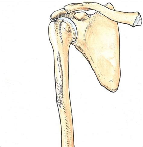 Majority of muscle attachment is at the shaft of the clavicle. appendicular skeleton - Kinesiology 294 with Stowe at ...