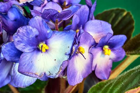 Piccola e soave pianta erbacea perenne, con foglie cuoriformi di color verde scuro e fiori profumati blu violetto con sfumature bianche dall'aspetto innocente e delicato, la. Fiore Blu E Bianco Di Erica Immagine Stock - Immagine di ...