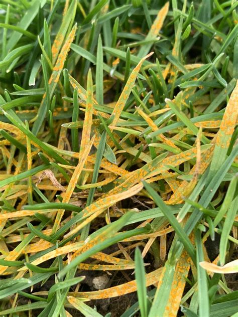 Rust And What Lawn Care Forum