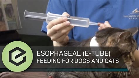 Esophageal E Tube Feeding For Dogs And Cats