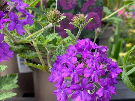 Verbena Hardy Homestead Purple In 15l Pot Merryhatton Garden Centre
