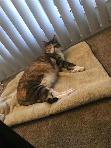 Sleepy Fat Cat 🐱 Rcats