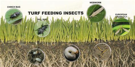 Turf Insect Control Warner Landscape