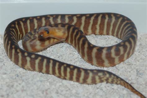 Available Woma Pythons At Australian Addiction Reptiles
