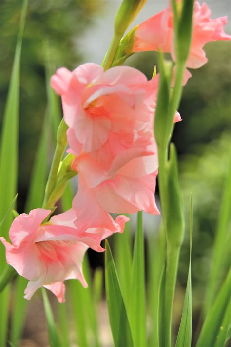 Pink Gladiolus Shutterbug