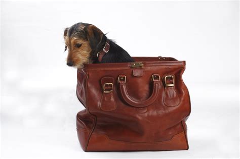Dog In The Bag Free Photo Download Freeimages