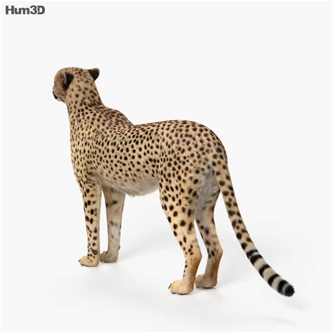 Google showcases the new function in a video uploaded to its instagram account, explaining that it's as easy as typing in your animal of choice into the search bar and then tapping view in 3d. from there, you will be able to see the animal on your screen. Cheetah HD 3D model - Animals on Hum3D