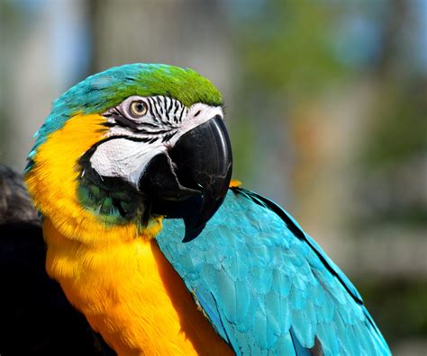 Macaw Bird Free Stock Photo Public Domain Pictures