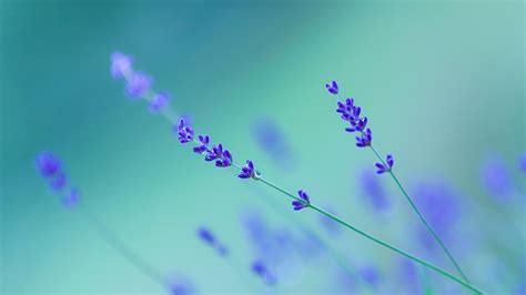 Lavender Macro Photography Purple Flowers Close Up Blurry English