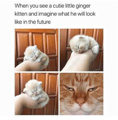 Of The Cutest And Most Adorable Kitten Memes To Brighten Your Day