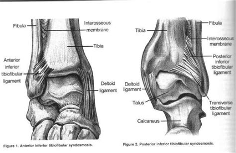 Ankle Ligaments Foot And Ankle Orthobullets