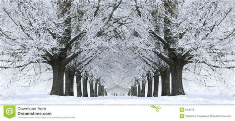 Winter Snow Trees Park Road Perspective White Alley Tree Rows Stock