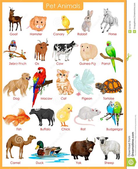 Pet Animals List Name