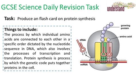 Gcse Science Daily Revision Task 134 Youtube