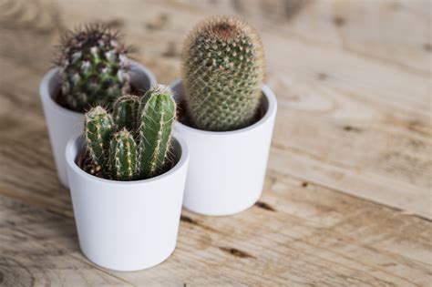 Tips On Growing Cacti Easy To Care For And Provides Great Curb Appeal