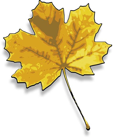 Free Maple Leaf Clipart Black And White Download Free Maple Leaf