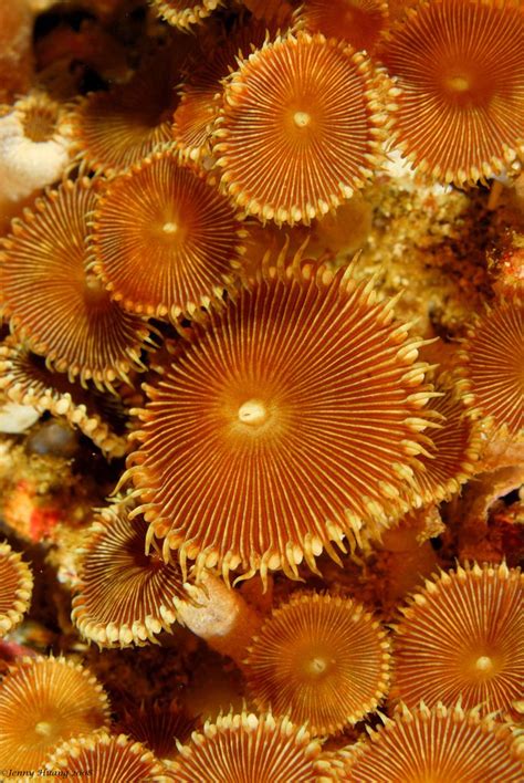 Mushroom Corals Ocean Creatures Underwater Creatures Sea Animals
