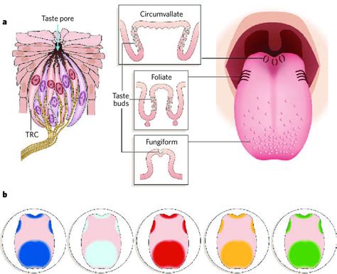 Diagram Of Tongue