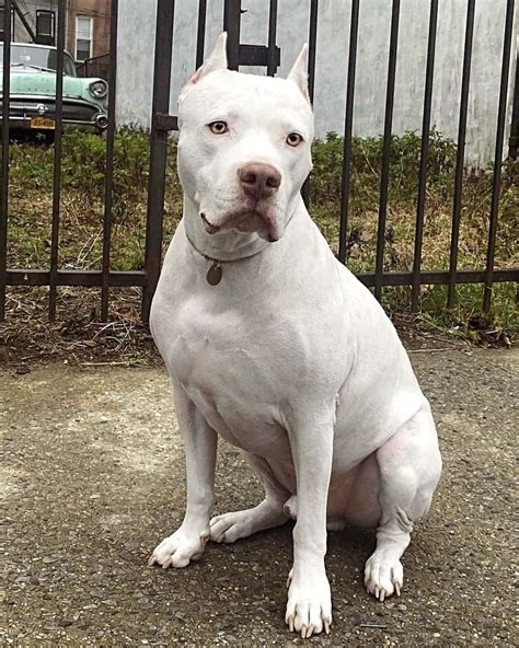 Dogo Pit Dogo Argentino And Pitbull Mix Info Pictures Facts Faqs And More