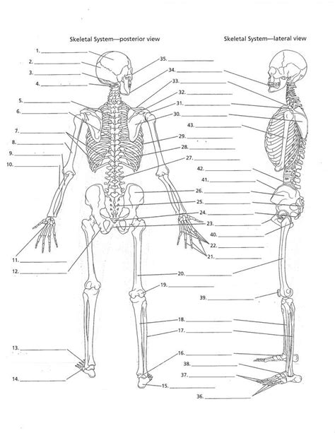 Unlabeled Diagram Of The Human Skeleton Human Skeleton