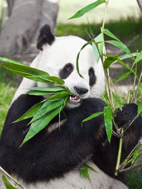 Giant Panda Stock Photo By ©goodolga 2556124