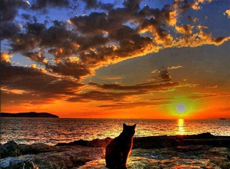 Cat Watching Sunset Photography And Art Pinterest Cat