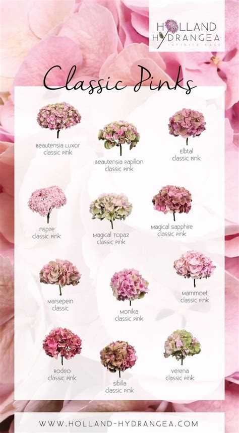 We did not find results for: Fiori per colore - il rosa e il fucsia - Organizzazione ...