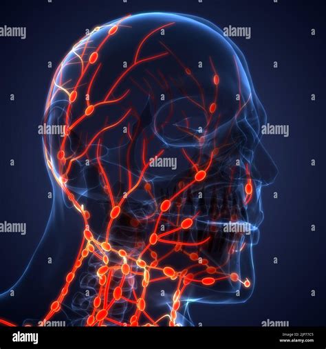 Human Internal System Lymph Nodes Anatomy Stock Photo Alamy