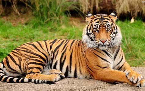 National Animal Of India Royal Bengal Tiger