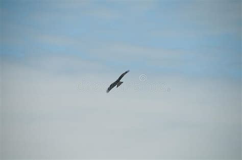 Brown Wild Arab Desert Eagle Hawk Falcon Peregrinus Plumage Bird Flying