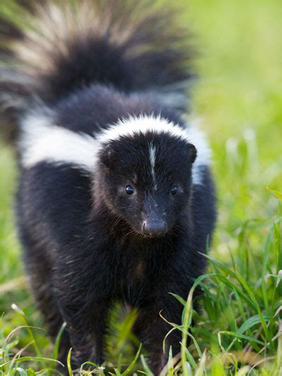 Any of several small omnivorous mammals of the americas belonging to the family. WildCare - WildCare -- Skunk Mating Season