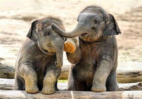 Anak Gajah Dirantai Di Penangkaran Ini Tanggapan Bksda Balikpapan Fajar