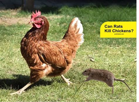 Can Rats Kill Chickens Heres How To Stop Them Poultrylane
