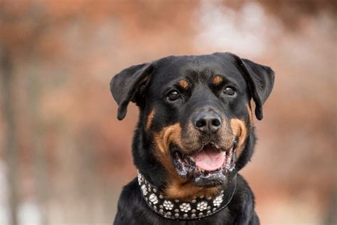 What Were Rottweilers Bred For Rottweiler History Explained My Pets