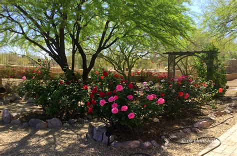 Arizona Desert Rose Garden 004 Desert Gardening 101