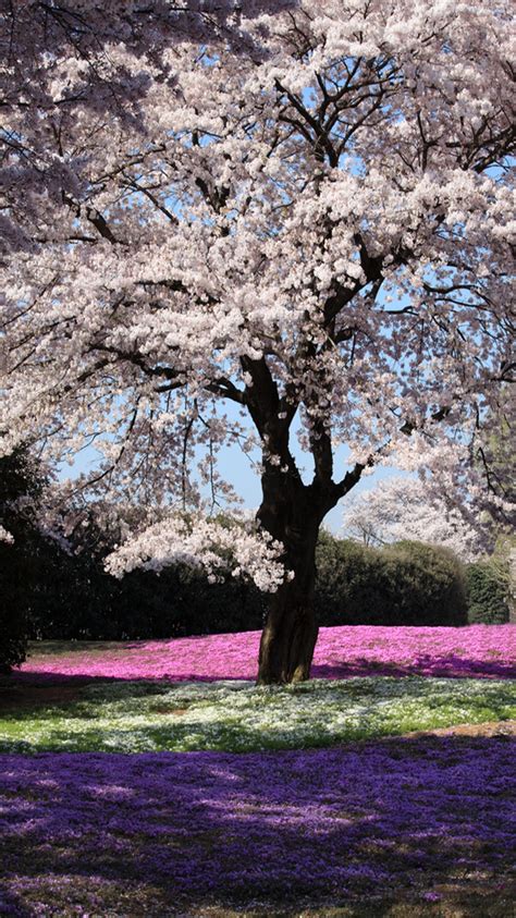 Spring Flowers Iphone 7 Wallpaper 750x1334