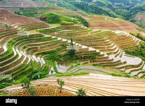 Terraced Rice Field In Longji Guilin Area Guangxi China Stock Photo